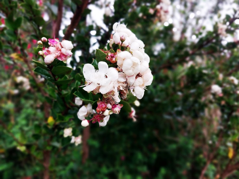 consultor forestal arbol sur de chile 5