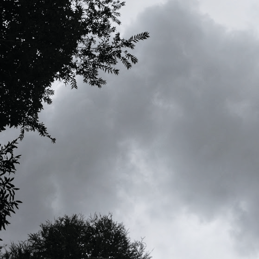 consultor forestal arbol sur de chile 12