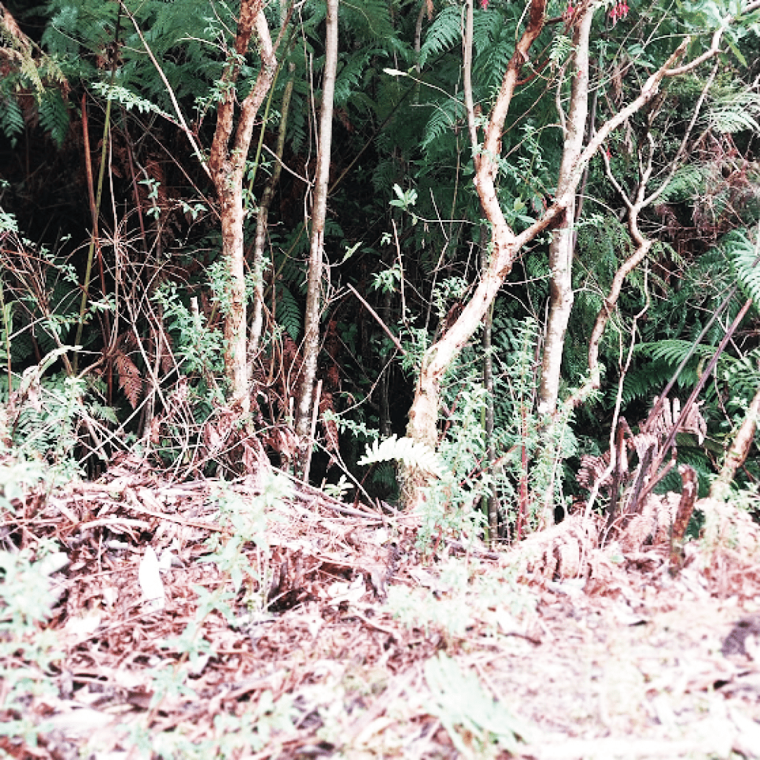 consultor forestal arbol sur de chile 13