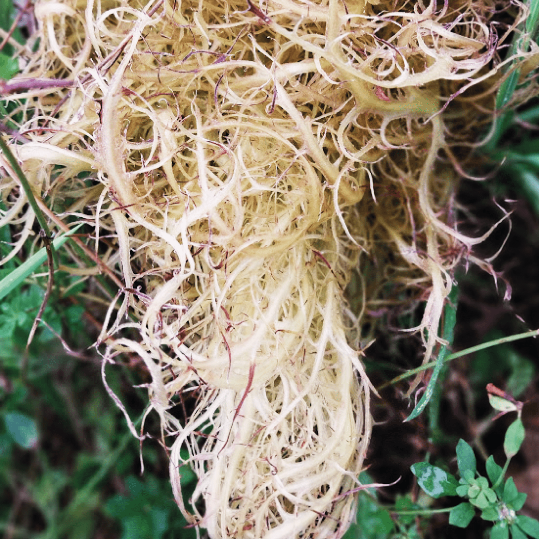 consultor forestal arbol sur de chile 14